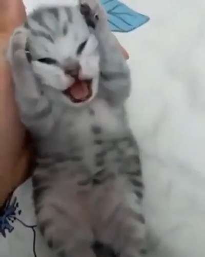Cat Crying Meme Download