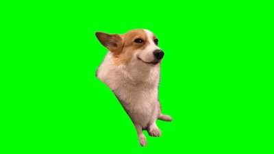 Dog Smiling Meme Download