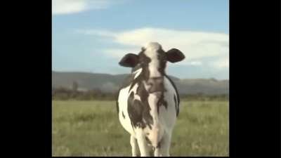 Cow Dance Vibing Memes Download