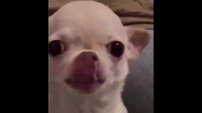White Dog's Evil Laughing Memes Download