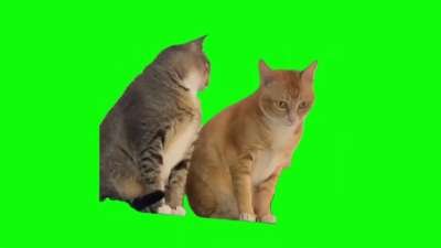 Cat Whispering To Another Cat Green Screen Memes Download