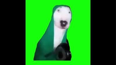 Dog Hitting Pan Green Screen Memes Video Download