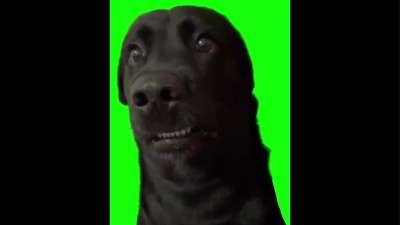 Inki Pinki Pinky Dog Memes