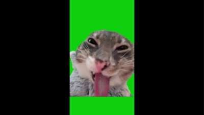 Cat Sticking Tongue Out Green Screen Memes Meme Downlod