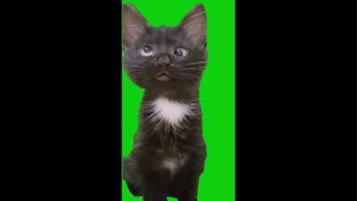 Cross Eyed Cat Said HAH Green Screen Memes Video Download