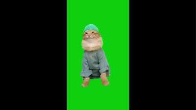 Happy Cat Meme Video Download