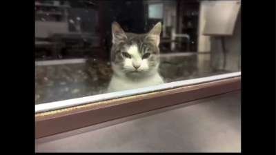 Cat No copyright infringement is intended Memes