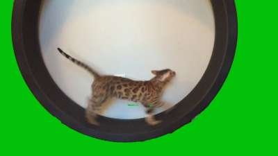  Cat Running In Exercise Wheel  Green Screen Memes