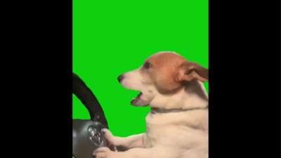 Dog Driving Car While Yawning Green Screen Memes Download