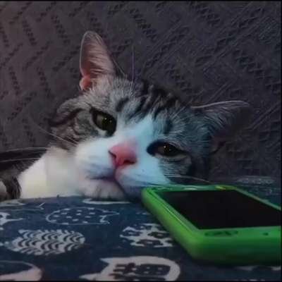 Cat Being Sad Meme Template Download